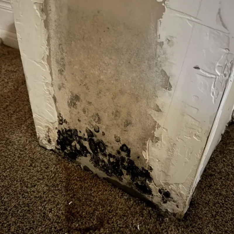 Professional Mold Removal in Labette County, KS